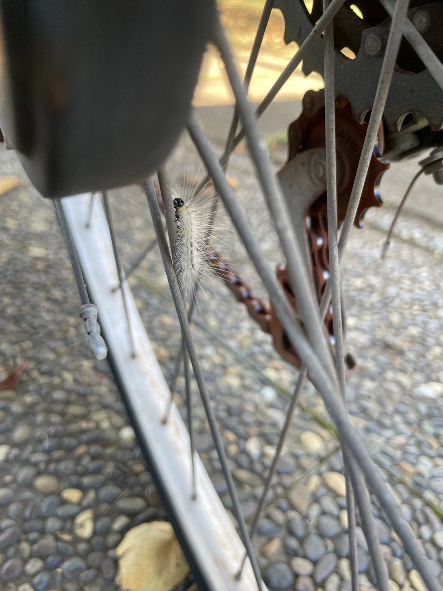 ryoting7's tweet photo. #虫苦手注意
ワイの自転車に登り始めるゲジゲジくん
ルートを間違えるゲジゲジくん
引き返して別ルートを辿るも結局なゲジゲジくん 
台風接近の強風に飛ばされて落ちたゲジゲジくん https://t.co/u3Pn09Xs66