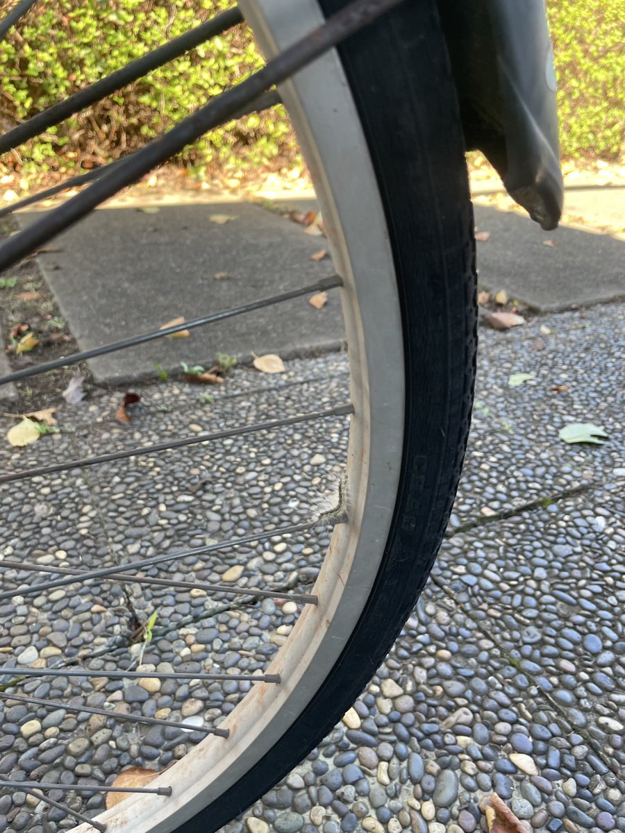 ryoting7's tweet photo. #虫苦手注意
ワイの自転車に登り始めるゲジゲジくん
ルートを間違えるゲジゲジくん
引き返して別ルートを辿るも結局なゲジゲジくん 
台風接近の強風に飛ばされて落ちたゲジゲジくん https://t.co/u3Pn09Xs66