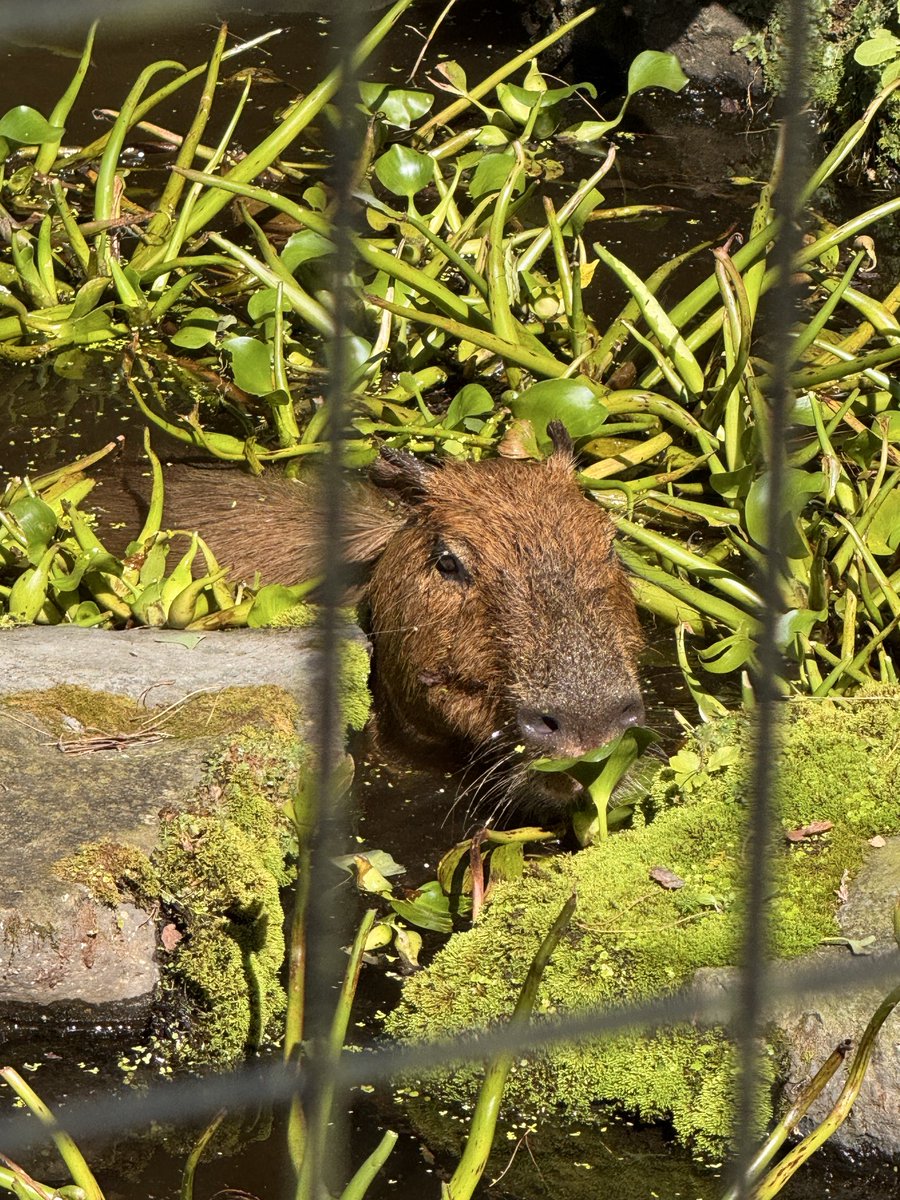 sambada7's tweet photo. することなさすぎてカピバラ見にきた。
#小動物園 https://t.co/KXRfQDXJbM