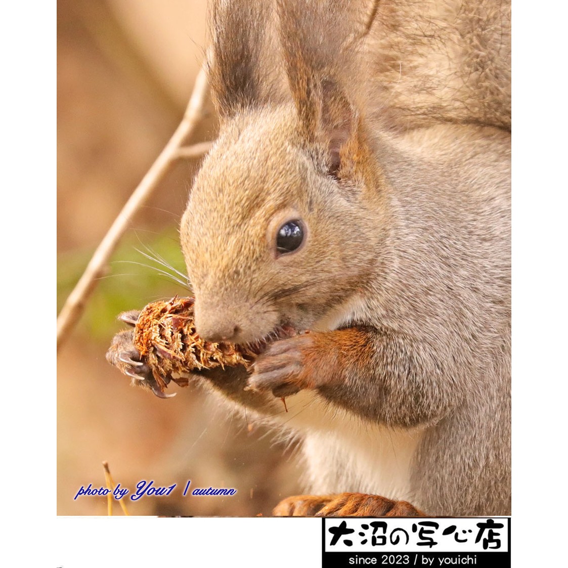 nanairo_nanae's tweet photo. イベント情報です✨
かわいらしい野生動物のポストカードを販売する『大沼の写心店』や、お酢の販売をする『GOEMON八（ごえもんや）』の出店、『バルーンパフォーマーKick』によるグリーティングなど、詳細はホームページをご覧ください👇
https://t.co/842566r1vW
皆さまぜひお立ち寄りくださいませ！ https://t.co/D6J9g3ENCc