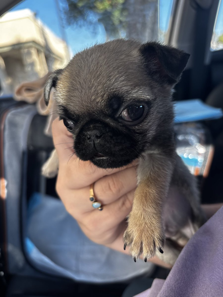 actualarishok's tweet photo. @hereticvault HE IS SO TINY IT FEELS FAKE. ACTUALLY THE SIZE OF A LEGIT BAKED POTATO. https://t.co/nvTc1fXHrh