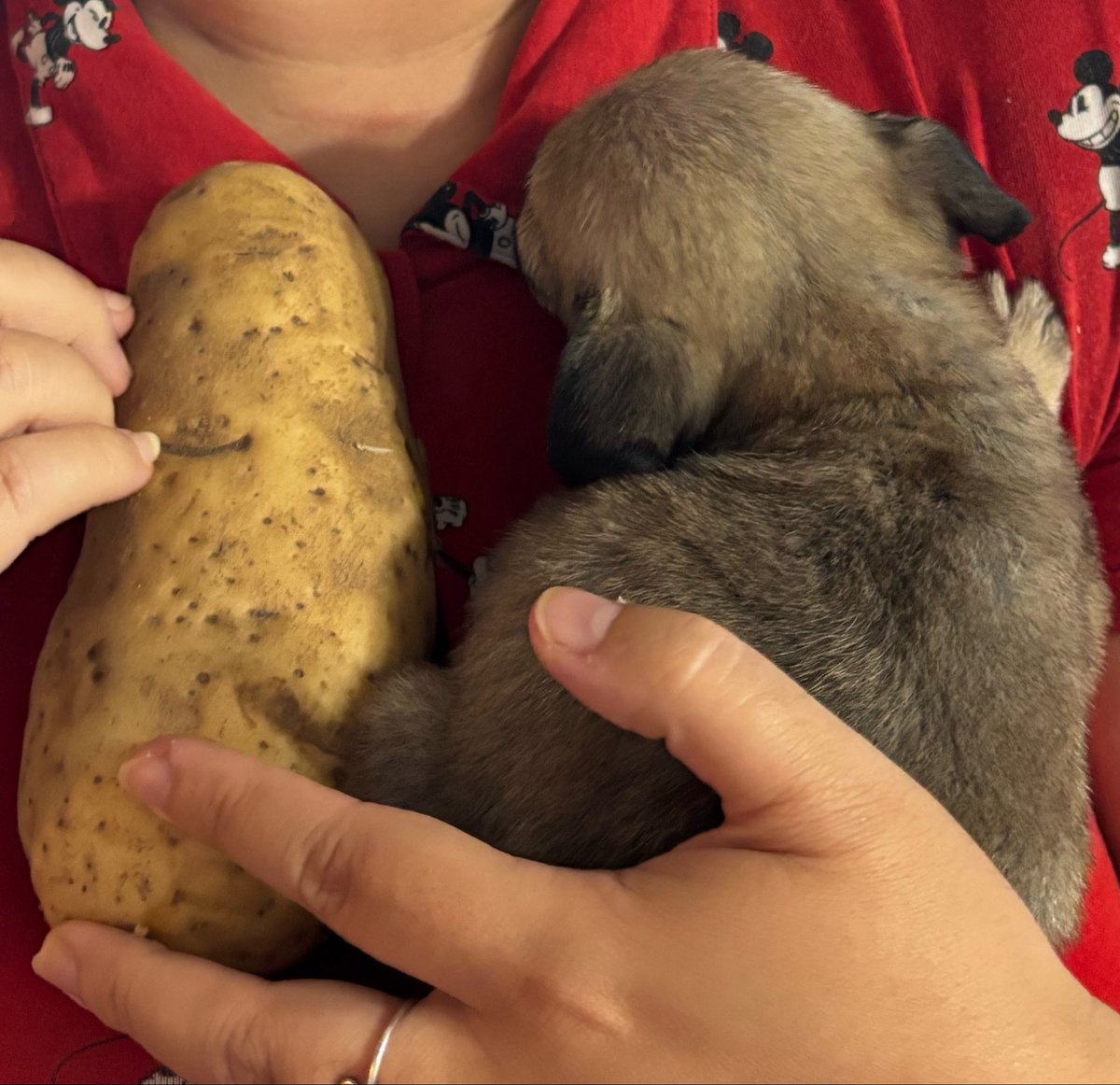 actualarishok's tweet photo. @hereticvault HE IS SO TINY IT FEELS FAKE. ACTUALLY THE SIZE OF A LEGIT BAKED POTATO. https://t.co/nvTc1fXHrh