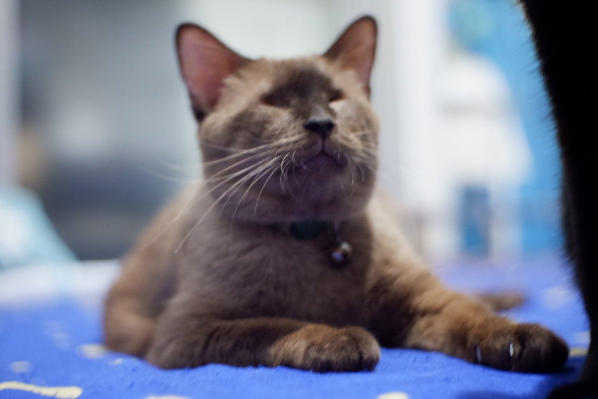 readandpaws's tweet photo. ถามว่ากินเปียกไหม หันขวับเลยป้าหลาน https://t.co/UXRTynF6bS