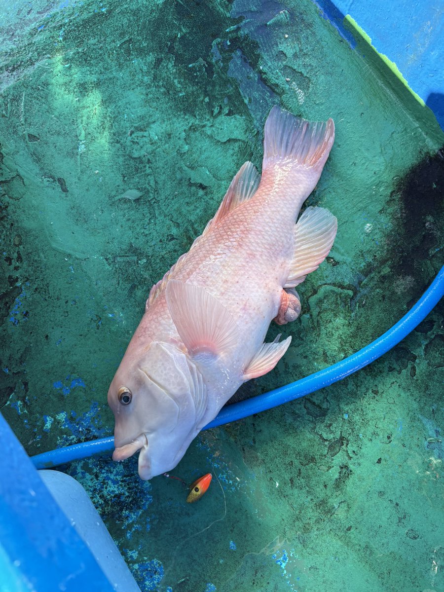 Rin_23_59's tweet photo. コブダイまじ根掛かりかと思った🎣 https://t.co/g4UUvqN6nC
