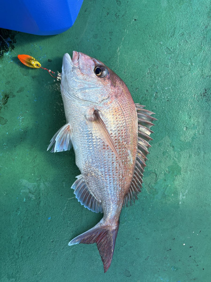 Rin_23_59's tweet photo. コブダイまじ根掛かりかと思った🎣 https://t.co/g4UUvqN6nC