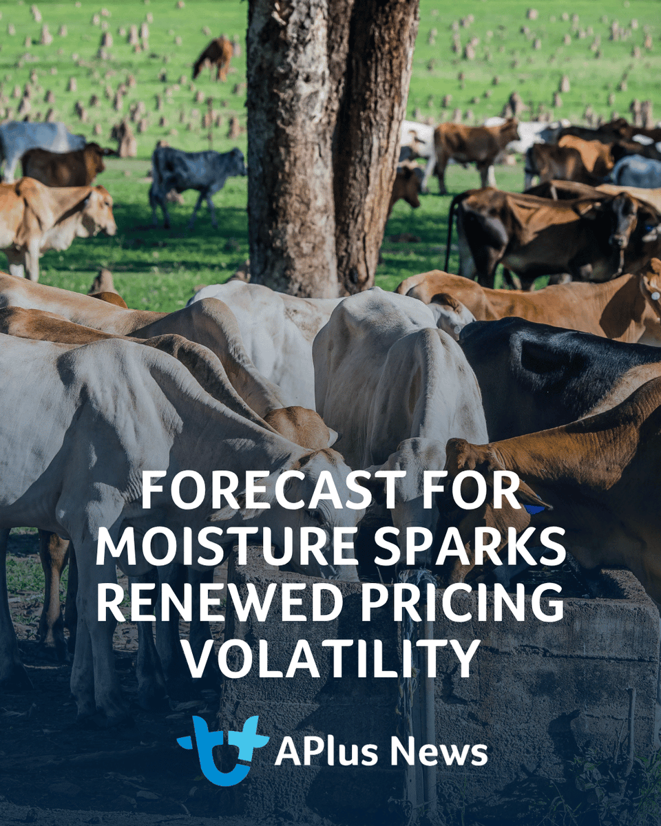 AuctionsPlus's tweet photo. Ripley Atkinson says recent pricing moves are evidence of the impact a rain event, or forecast for that matter, can have on markets.

READ ARTICLE: https://t.co/g2xUpCWb3W https://t.co/UBMSwrsPdF