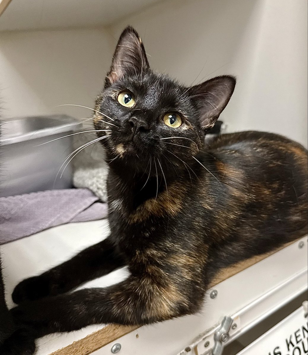 SAFEteamrescue's tweet photo. Happy Tuesday from adoptable kitties, Brooklyn and Blakely! These Sensational Sisters have returned to their post as in-store supervisors at Pet Valu (140 St Albert Road, St Albert) and they would love for you to stop by and say Hi! B and B are a purrfect mix of cuddle bugs and https://t.co/i5dDbZC1tb