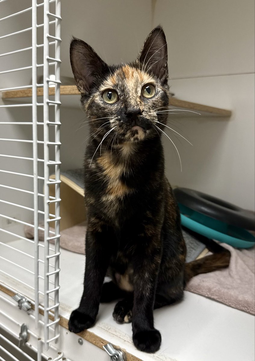 SAFEteamrescue's tweet photo. Happy Tuesday from adoptable kitties, Brooklyn and Blakely! These Sensational Sisters have returned to their post as in-store supervisors at Pet Valu (140 St Albert Road, St Albert) and they would love for you to stop by and say Hi! B and B are a purrfect mix of cuddle bugs and https://t.co/i5dDbZC1tb