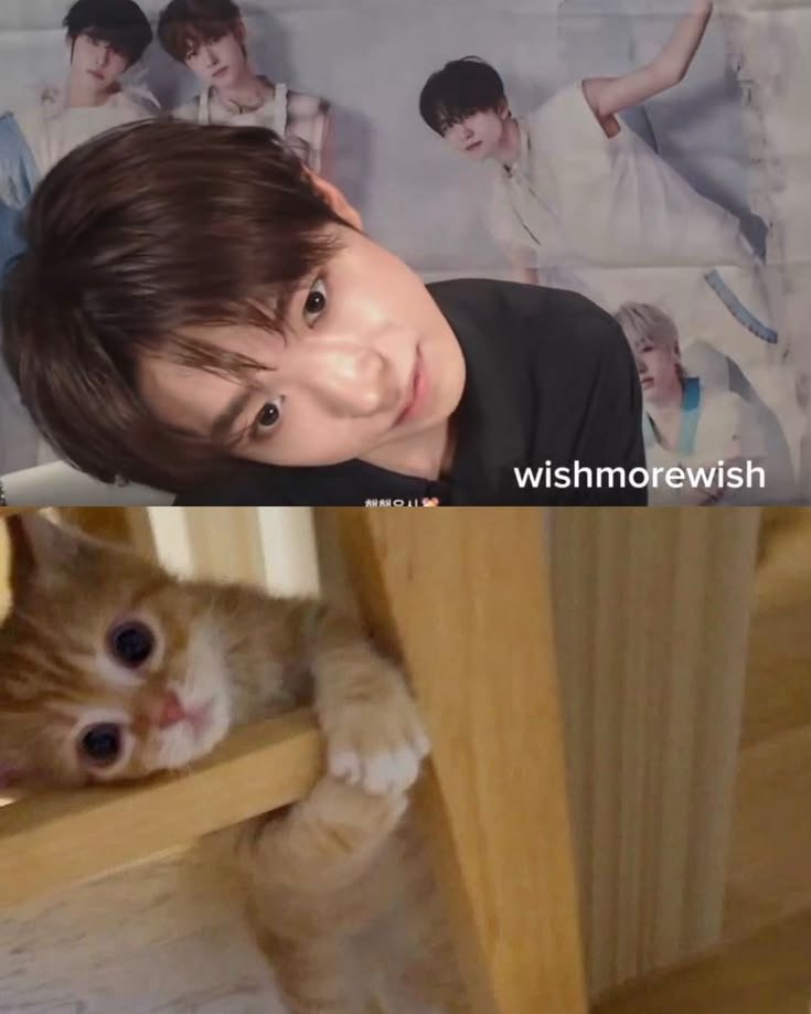 tokunowife0445's tweet photo. 하 얘 하는 짓이랑 고양이랑 붙어있는 사진 왤케 귀여움. https://t.co/moWAeChz7F