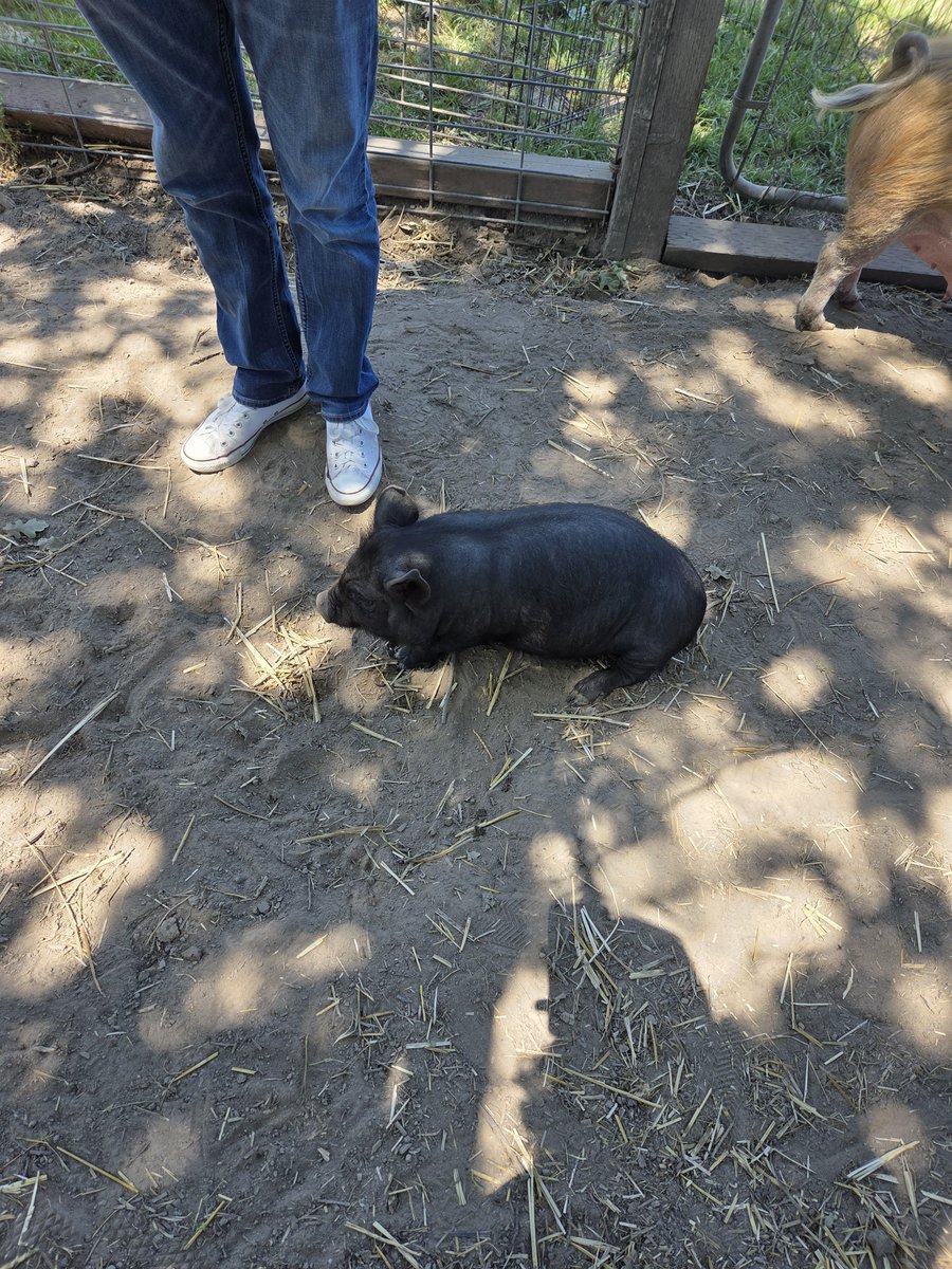 CardsofGreedTCG's tweet photo. @moguskay Some piglets I saw over summer https://t.co/ljp665BaES