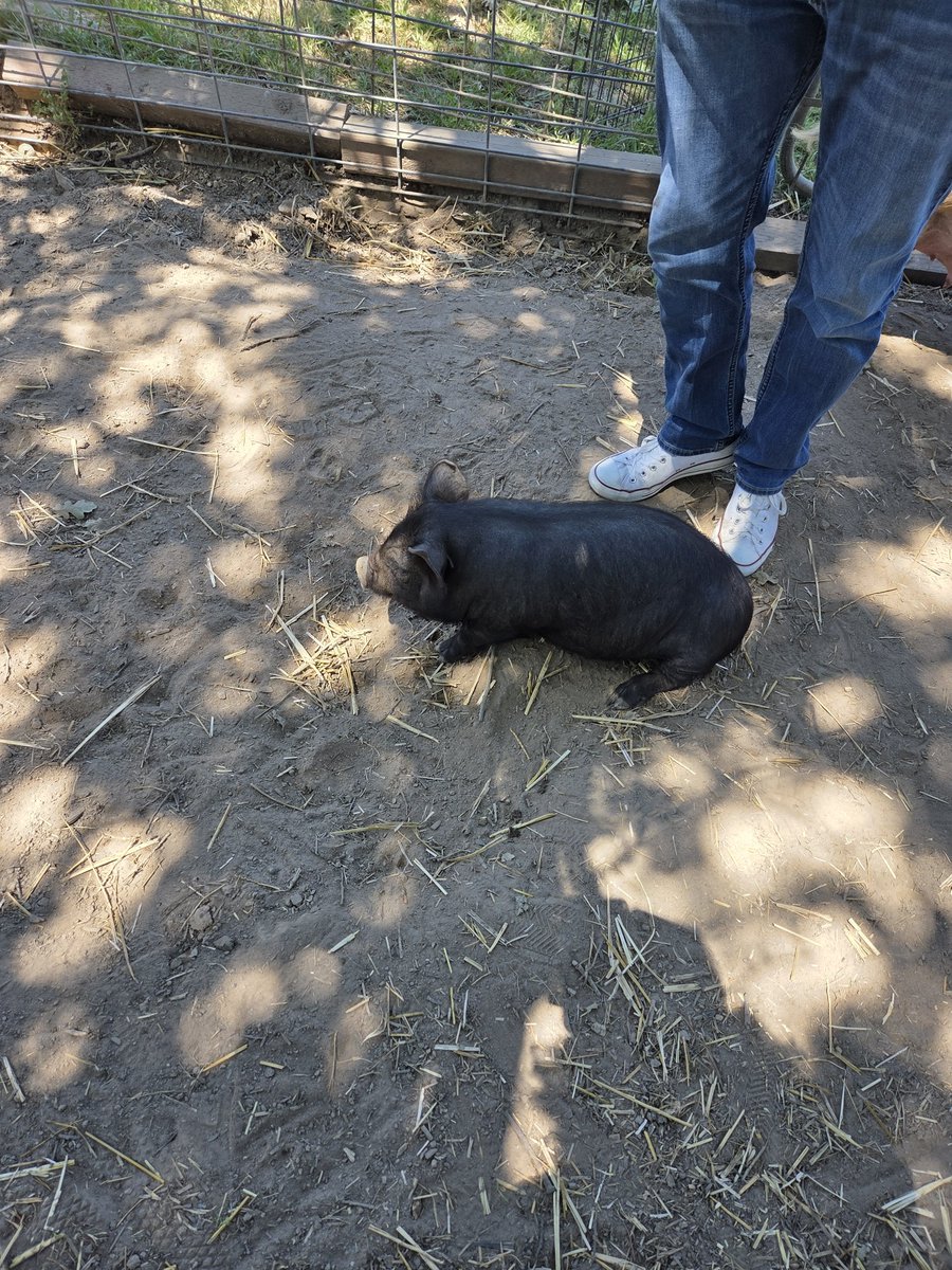 CardsofGreedTCG's tweet photo. @moguskay Some piglets I saw over summer https://t.co/ljp665BaES