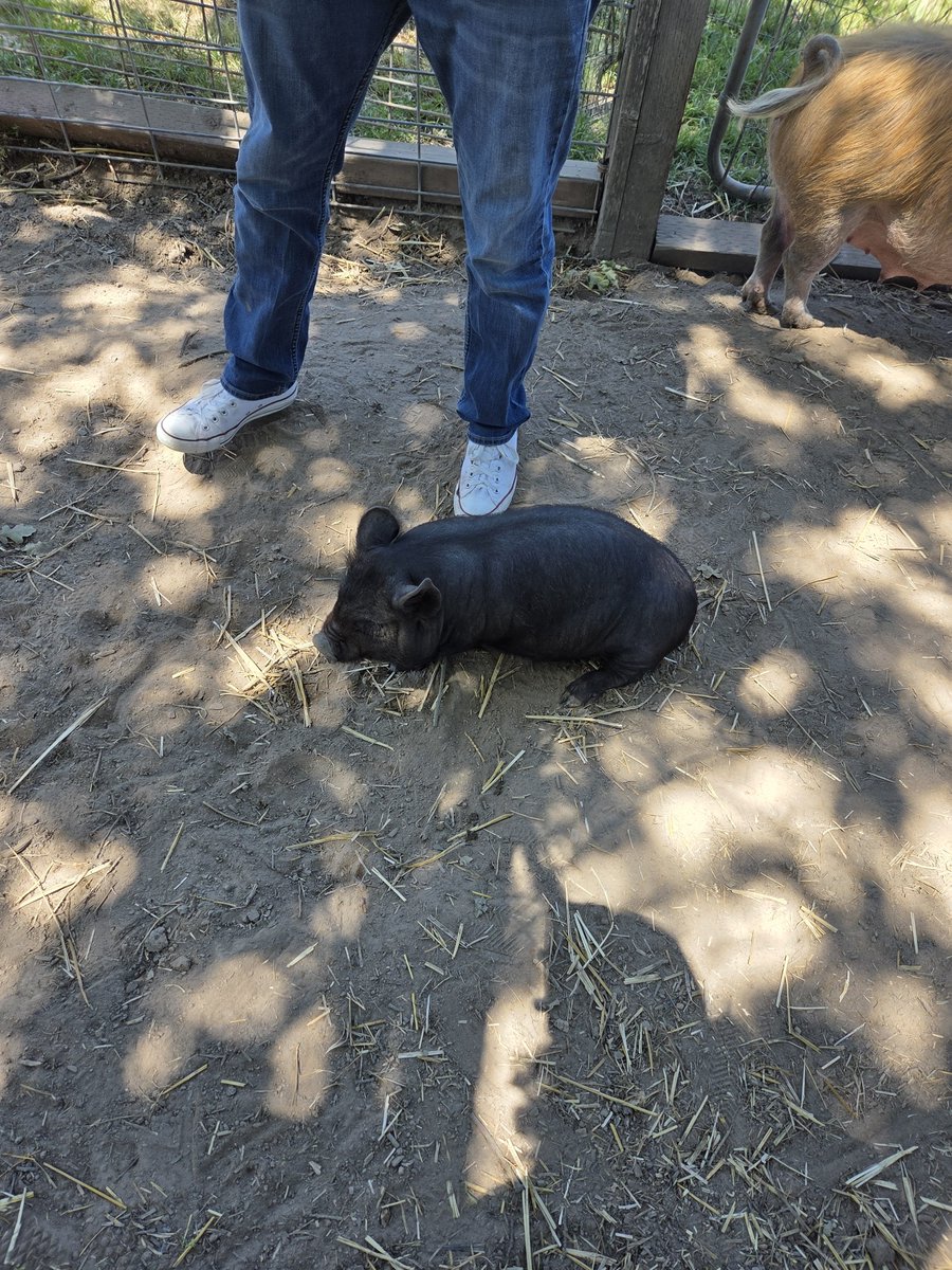 CardsofGreedTCG's tweet photo. @moguskay Some piglets I saw over summer https://t.co/ljp665BaES