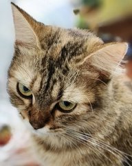 A close-up portrait of a tabby cat with striking green eyes looking directly at the camera.