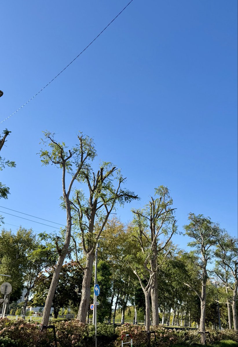 pine_tami's tweet photo. 今の時期になると思い出す。子供が小学生の頃、紅葉した真駒内公園を親子で走った札幌マラソンが懐かしいな。真駒内ではないですが、選定後の街路樹がちょっと寂しい。
今年は紅葉が遅れているようです。 https://t.co/piY6lFVlRn