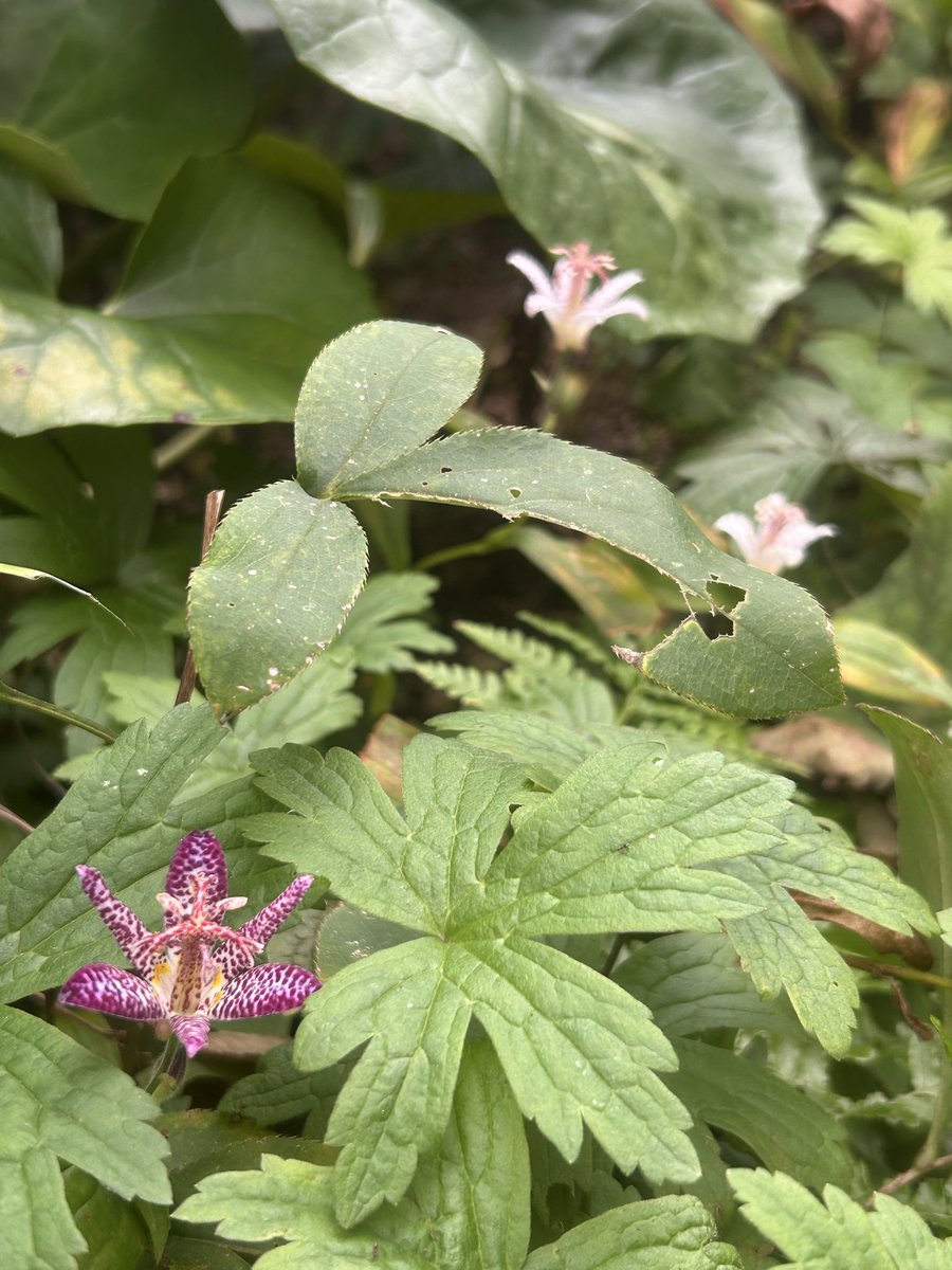 nekoniwagatari's tweet photo. 杜鵑草の庭

秋の花庭を目指してせっせと植え替え植え付けしてきましたが、暑さや降雨の影響で成長振るわず💧 けれども唯一杜鵑草だけは各品種とも花の盛りを迎えてくれています。

それぞれの花色花姿。
そして…風情。

目指してきた杜鵑草の庭に一歩前進です。 https://t.co/juuwLgg9g1