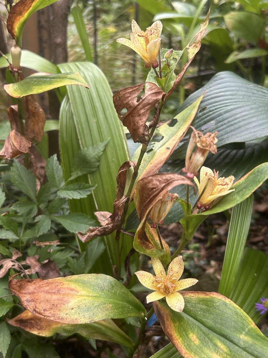 nekoniwagatari's tweet photo. 杜鵑草の庭

秋の花庭を目指してせっせと植え替え植え付けしてきましたが、暑さや降雨の影響で成長振るわず💧 けれども唯一杜鵑草だけは各品種とも花の盛りを迎えてくれています。

それぞれの花色花姿。
そして…風情。

目指してきた杜鵑草の庭に一歩前進です。 https://t.co/juuwLgg9g1