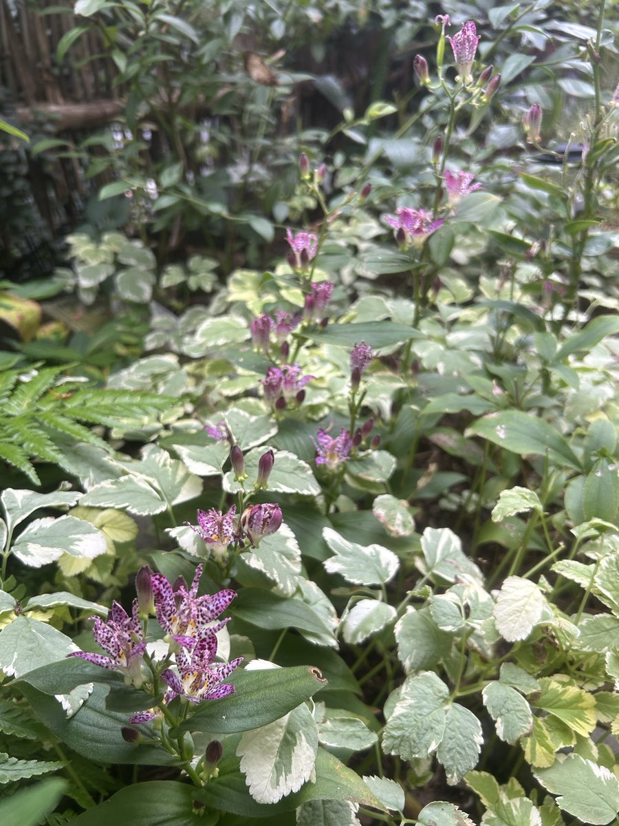 nekoniwagatari's tweet photo. 杜鵑草の庭

秋の花庭を目指してせっせと植え替え植え付けしてきましたが、暑さや降雨の影響で成長振るわず💧 けれども唯一杜鵑草だけは各品種とも花の盛りを迎えてくれています。

それぞれの花色花姿。
そして…風情。

目指してきた杜鵑草の庭に一歩前進です。 https://t.co/juuwLgg9g1