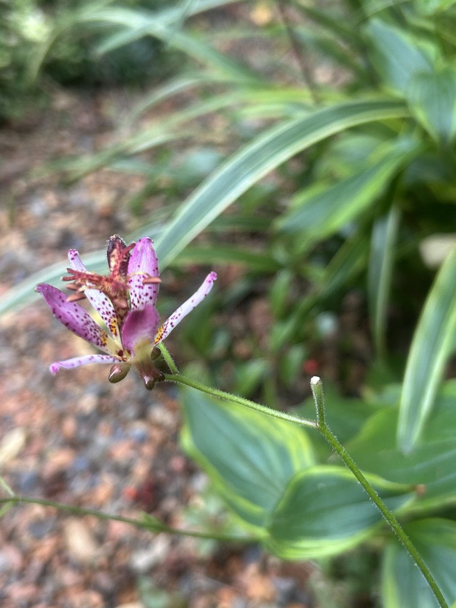 nekoniwagatari's tweet photo. 杜鵑草の庭

秋の花庭を目指してせっせと植え替え植え付けしてきましたが、暑さや降雨の影響で成長振るわず💧 けれども唯一杜鵑草だけは各品種とも花の盛りを迎えてくれています。

それぞれの花色花姿。
そして…風情。

目指してきた杜鵑草の庭に一歩前進です。 https://t.co/juuwLgg9g1