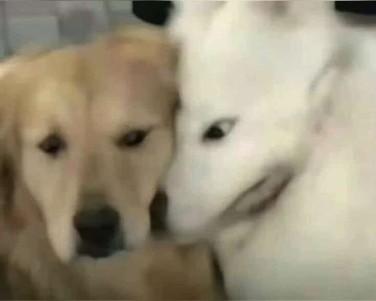 SERENDlPlA's tweet photo. ¿Mmh? Cree no haber escuchado quién le ha preguntado su opinión, la verdad.

Está literalmente así con él ahora. https://t.co/1JvCsZFCvE