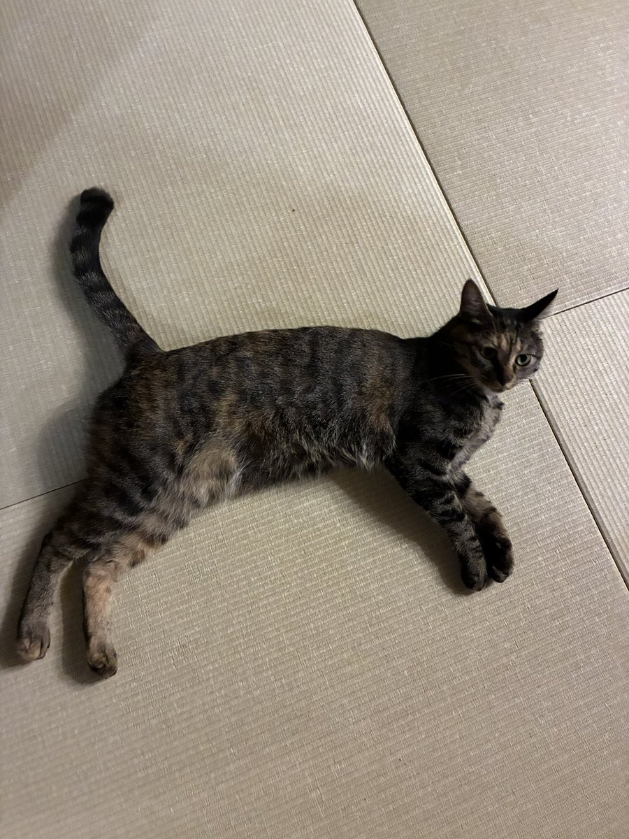 eito_8ch's tweet photo. 荒れるTL見てみんな悲しい思いしてるやろうし
うちの可愛いプーニャを見てほしい https://t.co/kcxydlOccn
