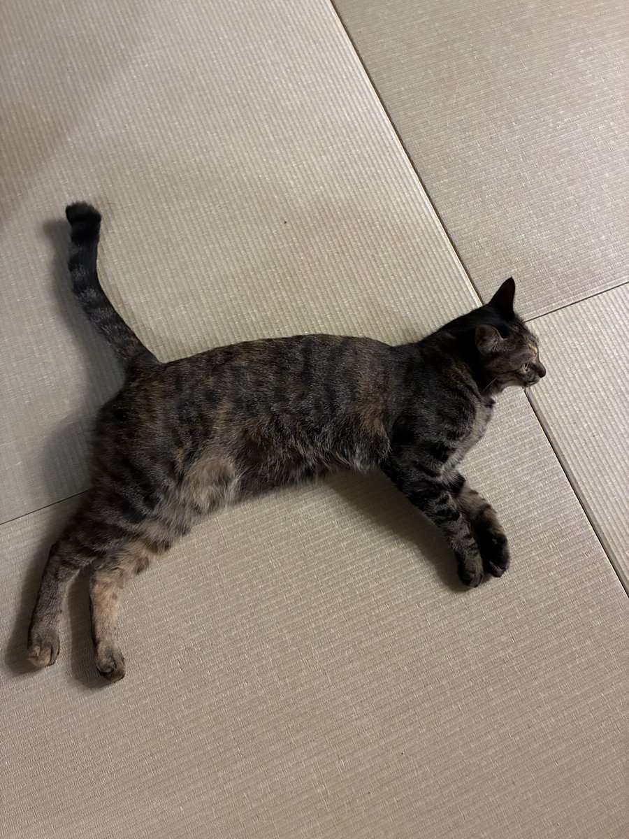 eito_8ch's tweet photo. 荒れるTL見てみんな悲しい思いしてるやろうし
うちの可愛いプーニャを見てほしい https://t.co/kcxydlOccn