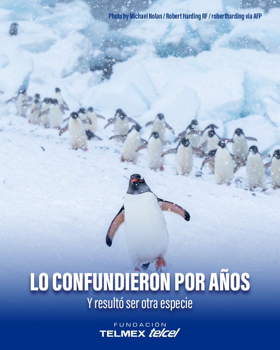 fundaciontelmex tweet picture