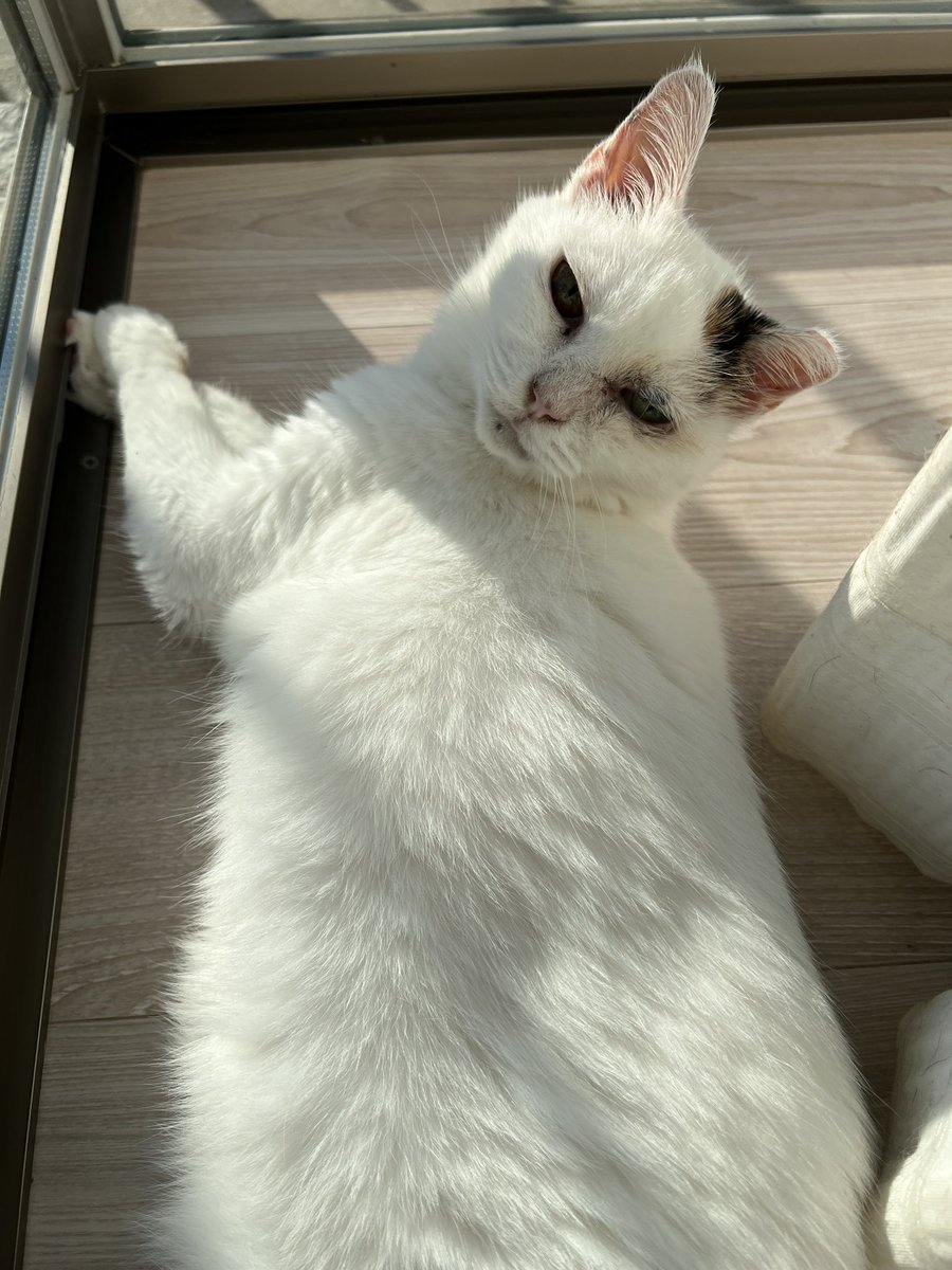 InfoMayuri's tweet photo. 預かり猫として時々紹介してきたこの子ですが、うちの子になりました。
ちょっと心配な病因もあるのですが、向き合って行こうと思ってます。 https://t.co/TWIlbETtJm