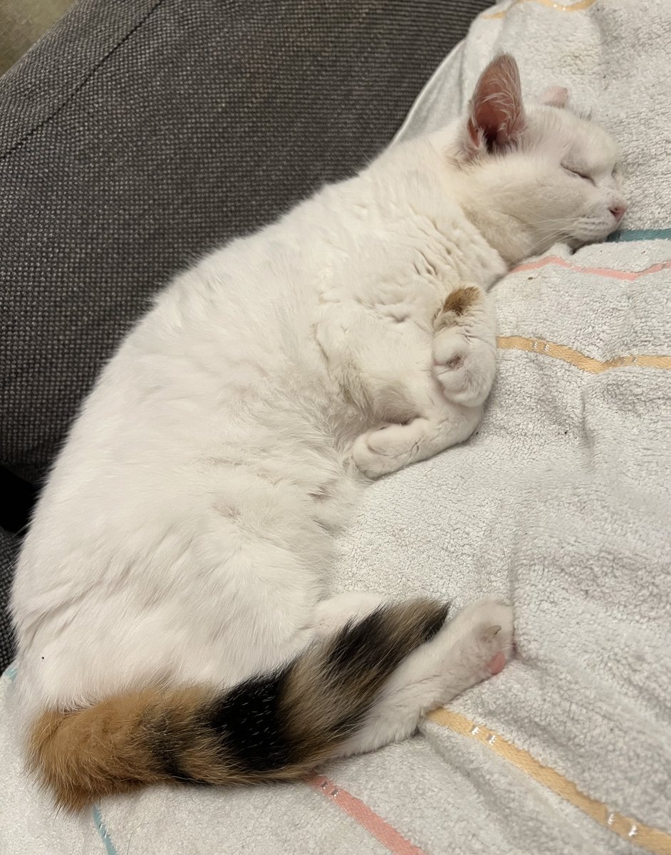 InfoMayuri's tweet photo. 預かり猫として時々紹介してきたこの子ですが、うちの子になりました。
ちょっと心配な病因もあるのですが、向き合って行こうと思ってます。 https://t.co/TWIlbETtJm