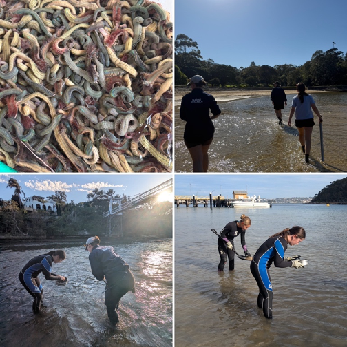 SEACSlab's tweet photo. 🔬 What happens when oceans get warmer and nights get brighter? At @SIMS_Australia, we’re testing how light pollution and warming affect marine bioturbators and sediment microbes, using fluorescent tracers to track how polychaetes, gastropods and crustaceans rework sediment 🌊 https://t.co/Npd1HxDcE9