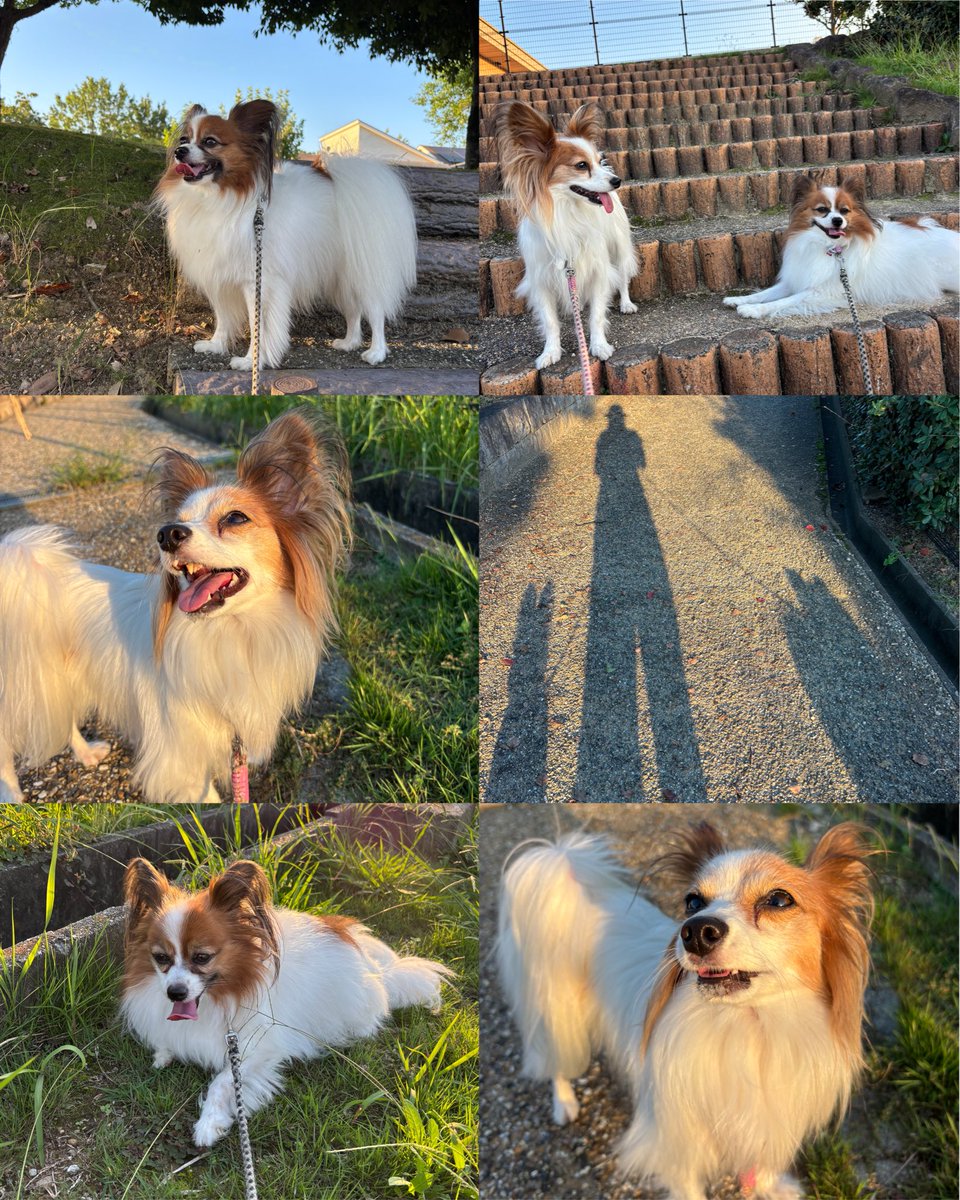 1123yuyoshi's tweet photo. #パピヨン
 #みらいandゆめ
 #くつろぎ犬
 #散歩
ある日の お散歩🐾
台風の発生が多いけど🌀
秋らしく良い お天気の日は☀️
お散歩中に寛いだり休憩しても
気持ち良さそう💓
笑顔が多い ふたりです☺️🐶🐶
歩いていたら そろそろ金木犀の良い香りがしてきています💛
秋を いっぱい楽しみたいね🤗🍁🍂 https://t.co/biKFGTSr21