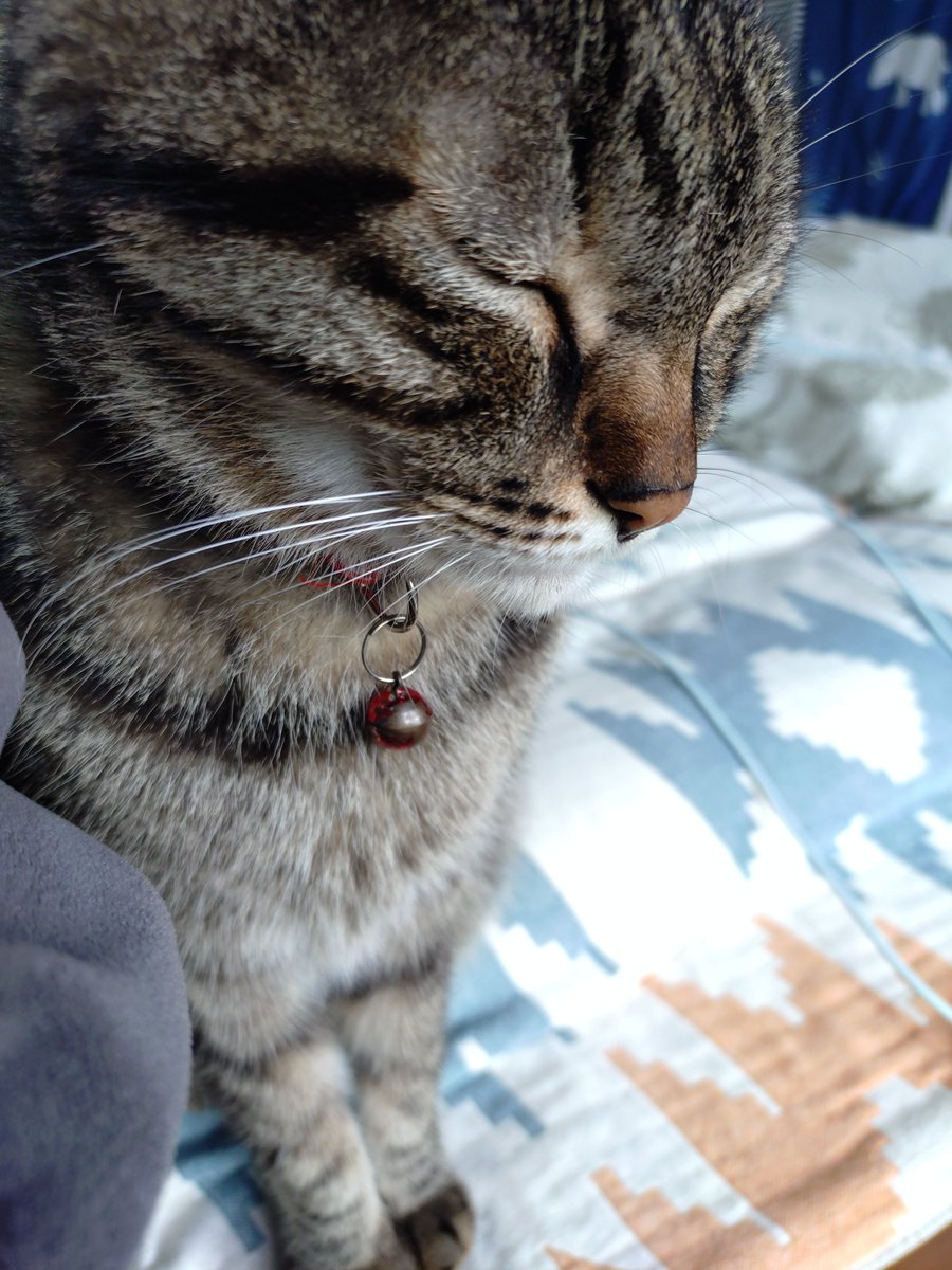 oone62's tweet photo. 涼しくなってきてから食欲旺盛になり朝からおやつをねだられている🐈‍⬛
家庭内ｽﾄｰｶｰ😂 https://t.co/dnlVySw9Ss