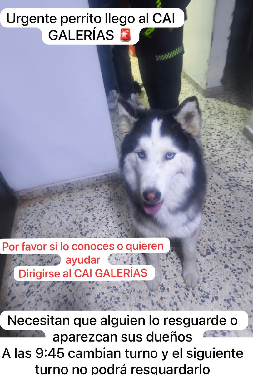 CooleraConnor's tweet photo. 🚨🚨🚨URGENTE🚨🚨🚨

Esta perrita llegó al CAI de Galerías, la tienen resguardada, pero en el cambio de turno la sacan. 

🚨 Se buscan los dueños
🚨 Hogar de paso
🚨 Alguien que la resguarde aunque sea por esta noche.

Ayudaaaa por faaaaaa 🥺🥺 https://t.co/QOwYfM760Z