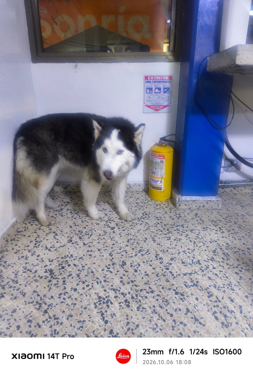 CooleraConnor's tweet photo. 🚨🚨🚨URGENTE🚨🚨🚨

Esta perrita llegó al CAI de Galerías, la tienen resguardada, pero en el cambio de turno la sacan. 

🚨 Se buscan los dueños
🚨 Hogar de paso
🚨 Alguien que la resguarde aunque sea por esta noche.

Ayudaaaa por faaaaaa 🥺🥺 https://t.co/QOwYfM760Z