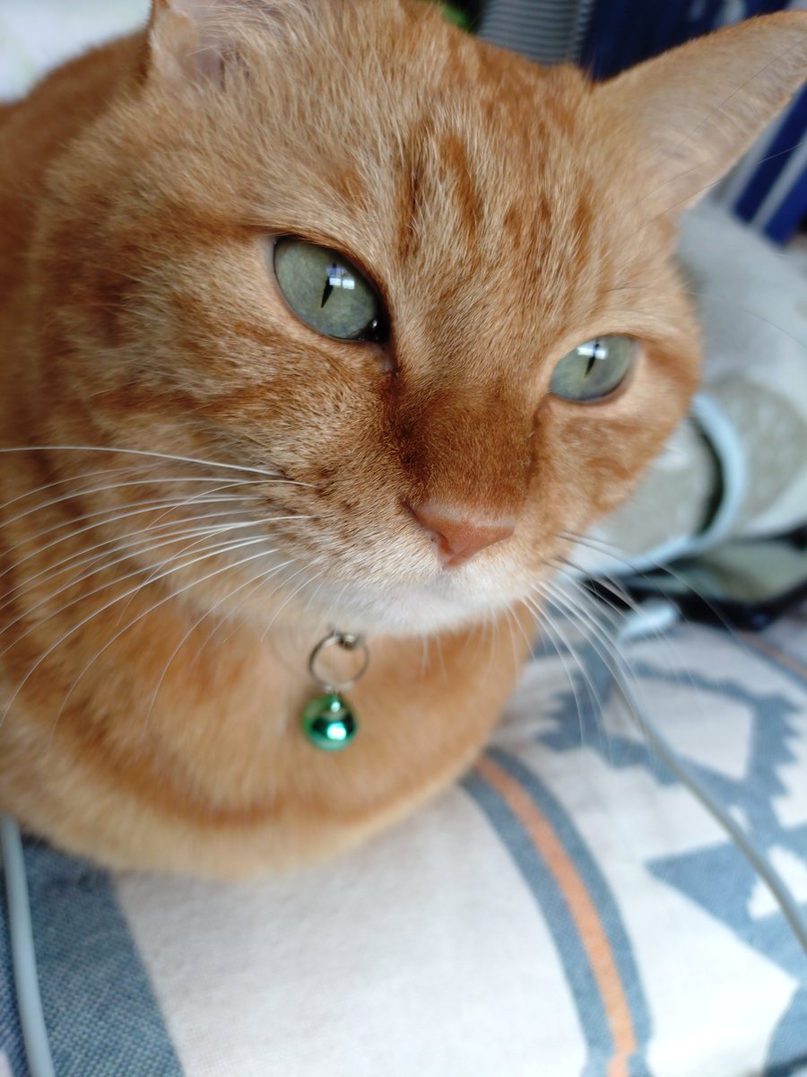 oone62's tweet photo. ちゃいろいのもこっそりやってきた🐈️ https://t.co/EKyfdEFqHa