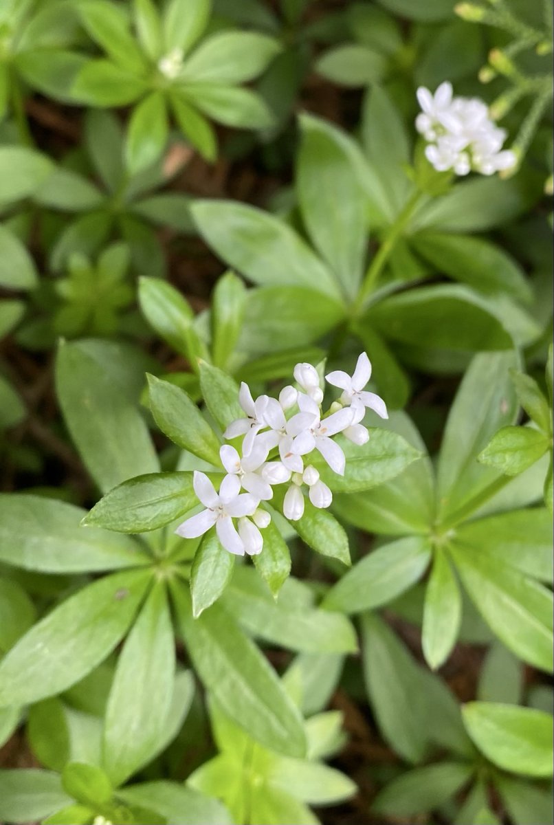 d_lovefornature's tweet photo. In the quiet of green πΏ a handful of small flowers is enough to hold the light β¨#nature #naturephothography #universe #beauty https://t.co/Wae0jwH65v