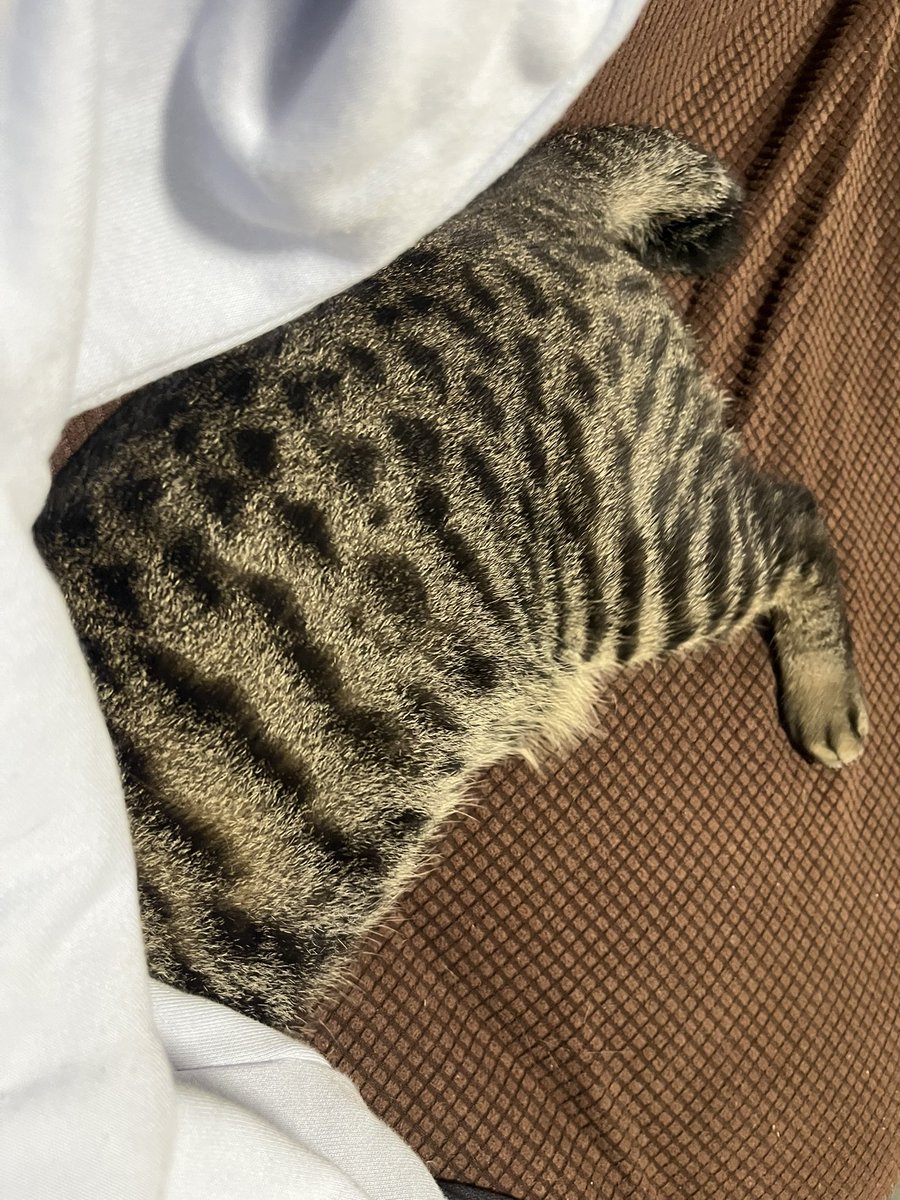 mattcha_08's tweet photo. ソファと人間の間に入りたがる猫
なんなんだ？？？ https://t.co/RxtFL8yDxv