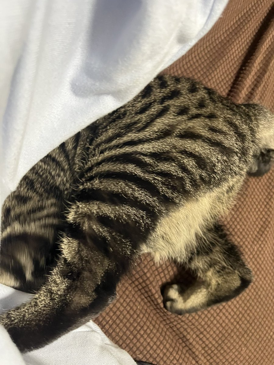 mattcha_08's tweet photo. ソファと人間の間に入りたがる猫
なんなんだ？？？ https://t.co/RxtFL8yDxv