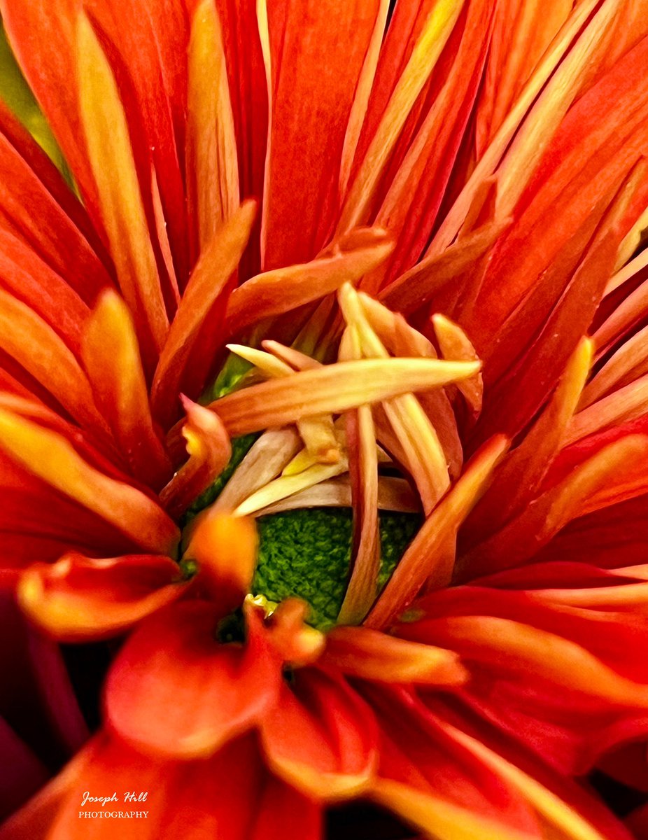 JosephHill3794's tweet photo. Chrysanthemum🌼
Photo By: Joseph Hill🙂📸🌼
#Chrysanthemum🌼 #flower #nature #Autumn #closeup #beautiful #peaceful #flowerphotography #AberdeenNC #October https://t.co/UTPDXVdc6l