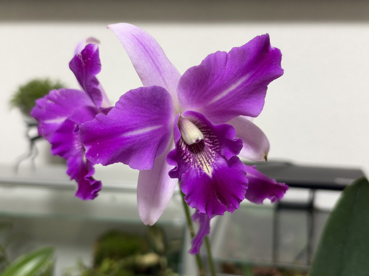 MinoruTomisawa's tweet photo. 我が家の開花3種。
Bc.Sanyo Point ‘Tea Town’ BM/JGP
C.Canaima’s First
Lc.MissWonderful ‘Showoff’
#蘭友会
#洋ラン
#orchid 
#洋蘭 https://t.co/6J6JTYPxIM