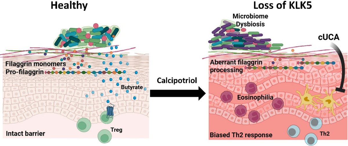 DermalCell's tweet photo. Though kallikrein 5 (KLK5) overactivation is known to contribute to several inflammatory skin disorders, research findings from @CincyChildrens demonstrate that complete loss of KLK5 is also pathogenic in atopic dermatitis-like responses in mice.

Read the #OpenAccess paper here: https://t.co/anLAevWoVf

#AD #AtopicDermatitis #Inflammation