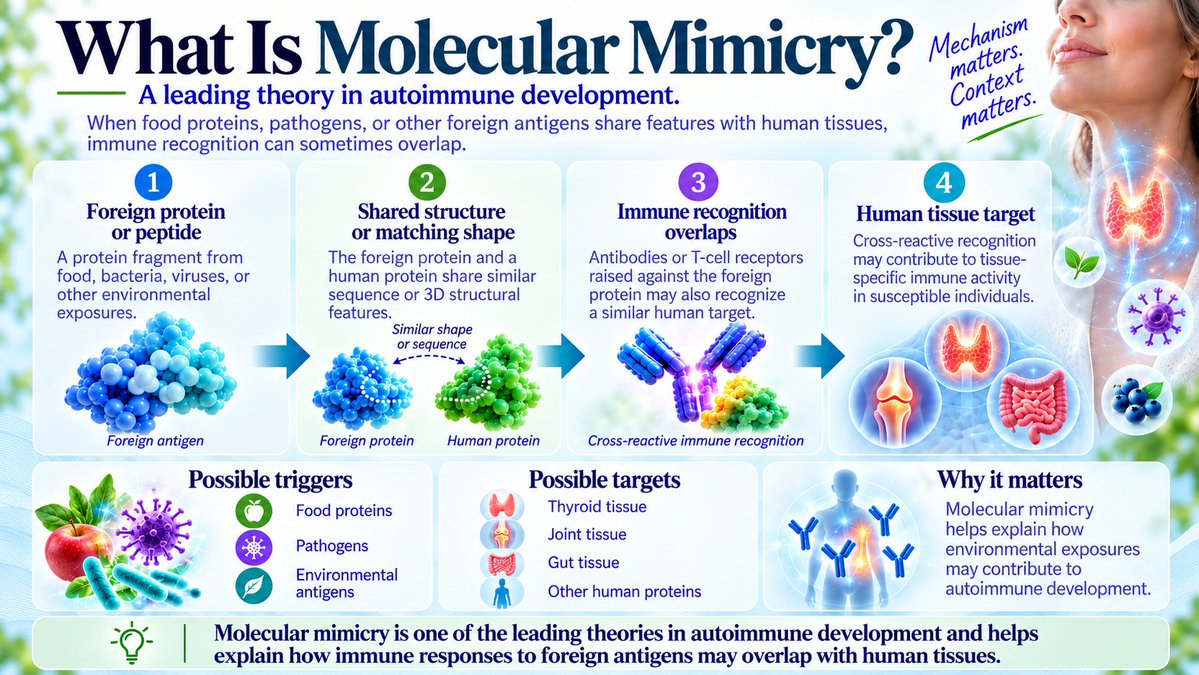 shookdc's tweet photo. If you have Hashimoto’s, could your immune system be recognizing something that resembles your thyroid?

Molecular mimicry can involve foods, bacteria, viruses and other antigens.

My updated guide goes deeper into food proteins + thyroid cross-reactivity:
https://t.co/wKE3yG0L9N https://t.co/3aQ7fS2dM2