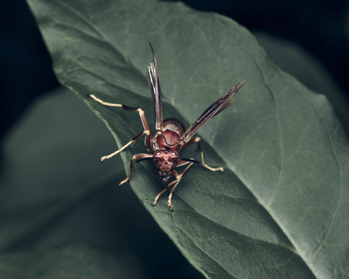 lowbassphotog's tweet photo. Front and center #metricuspaperwasp #polistesmetricus #wasp #wasps #insect #insects #macro #closeup #wildlifephotography #animalphotography #naturephotography #photography #appicoftheweek #canonfavpic #captureone https://t.co/bMhGFbXNFq