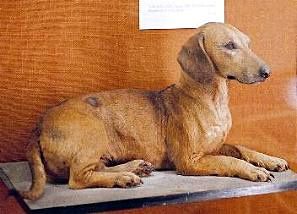 EdnasPetHacks's tweet photo. Early-1900s dachshund taxidermy by Sarah Hartwell (Messybeast). A vintage, old-style dachshund on display at the Rothschild Zoological Museum, Tring, England. Own work — uploaded by self.
#Taxidermy #NaturalHistory #dogs #dogtrivia https://t.co/rUYJVV9RwK