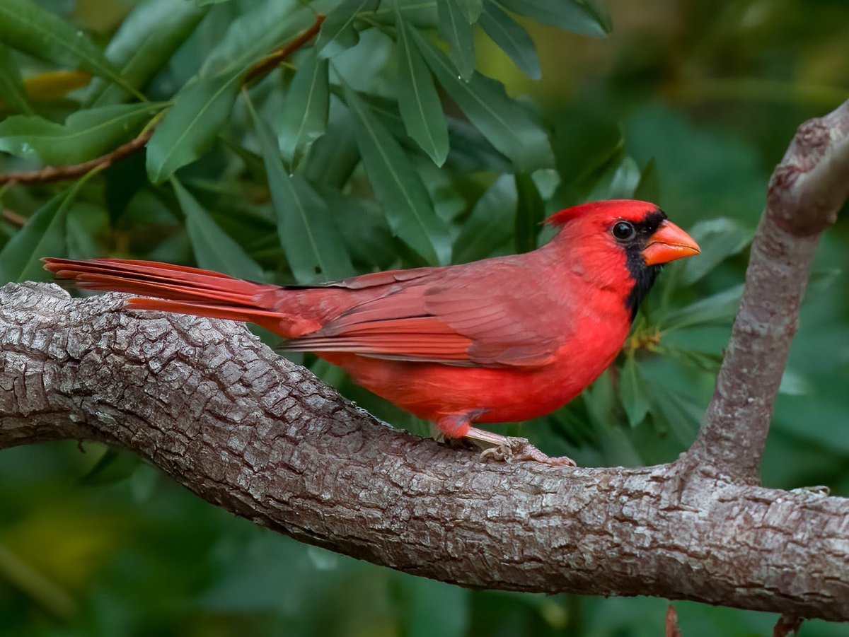 whobedannyd's tweet photo. This handsome fellow stopped by to say hello. I hope everyone has a nice evening!
#WildlifePhotography 
#NorthernCardinal
#ButImInTheSouth
#GodIsSoGood!! https://t.co/y5ChpXlUaV
