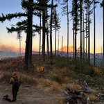 Photo by Grayback Forestry (@graybackforest)