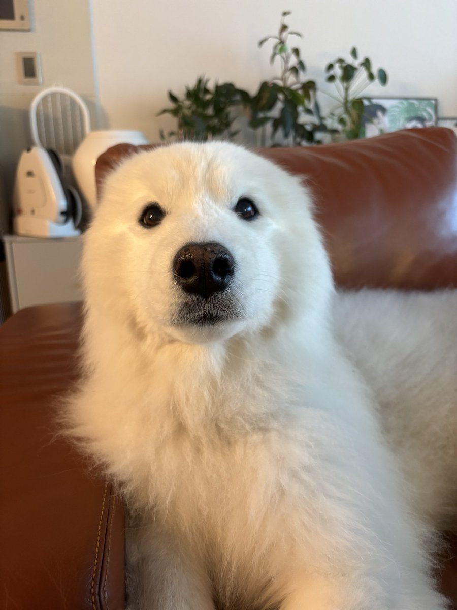 polarsom's tweet photo. 언니가 음흉하게 다가와서 물개됨
무척귀찮음! https://t.co/wp6IKiou8c