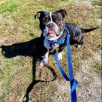 Photo by Friends of Warwick Animal Shelter (@WarwickPaws)