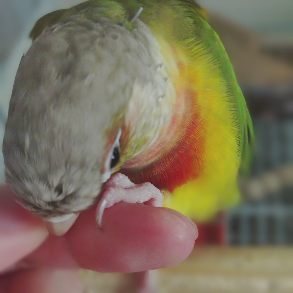 kanuri_7's tweet photo. おはよー🦥
ウロコインコとの日常🦜
最近毎回お家から出る時
ファーストコンタクトは
アムッ！って甘噛み

飼い主だから分かるけど
普通に痛いよ🤣 https://t.co/VtvRPBV3ik