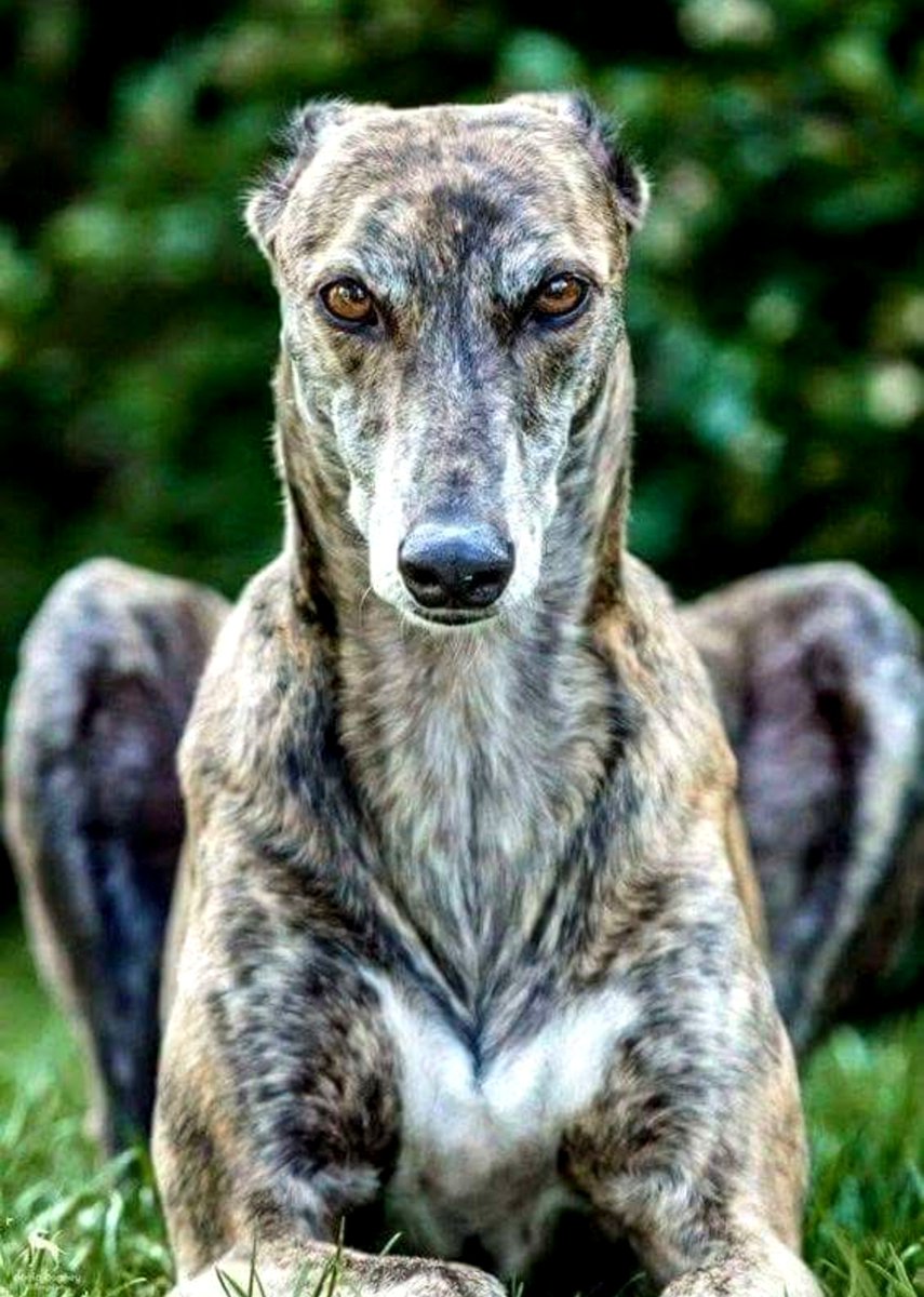 SighthoundsOfX's tweet photo. Truly majestic creatures ✨
#SighthoundsOfX #greyhounds #dogs
(📸FB DeshaAkter) https://t.co/4B4hTNdKrF