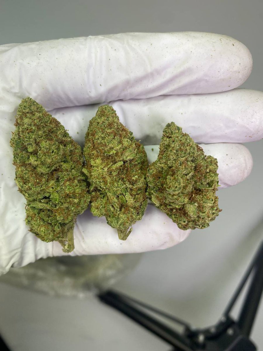 _Exoss_'s tweet photo. Serving Now 🔥
Weed Phoenix weed Mesa Weed Chandler weed Scottsdale Weed Glendale weed Gilbert Weed Tempe weed Peoria Weed Surprise weed Avondale Weed Goodyear weed Buckeye Weed Apache Junction weed Fountain Hills Weed Queen Creek https://t.co/fRuGjW7Piw